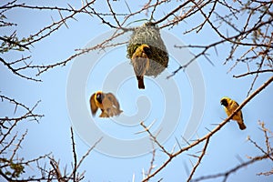 Nest weaver bird