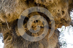 Nest of the weaver birds in Namibia, Africa