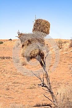 Nest of weaver birds on a perched tree, Namibia