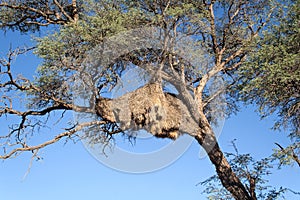 Nest of weaver birds in a tree, Namibia