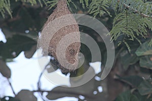 A nest of a weaver weaved beautifully of some natura fibres. Nest hangs down a big tree.