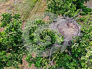 Nest of white-tailed eagle or haliaeetus albicilla on tree