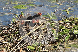 Nest with wild little ducklings coots on the lake, breeding offspring in the wild, survival in difficult conditions