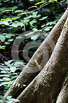 Nest of wild stingless honey bee named kelulut on tree trunk at Taman Negara National Park, Malaysia