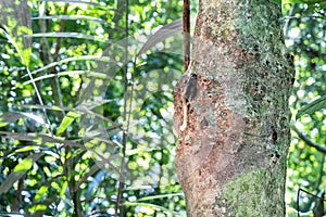 Nest of wild stingless honey bee named kelulut on tree trunk at Taman Negara National Park, Malaysia
