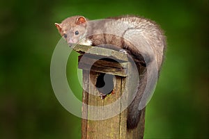 Nest wooden box, in the forest with predator, cute forest animal Beech marten, Martes foina, with clear green background.