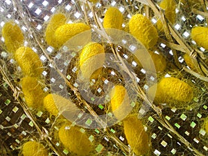 Nest worm silk yellow in circle life