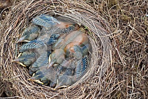 Nest of young blackbirds