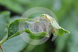 Nest of young caterpillars of Yponomeuta or formerly Hyponomeuta malinellus the apple ermine on an apple leaf in early spring