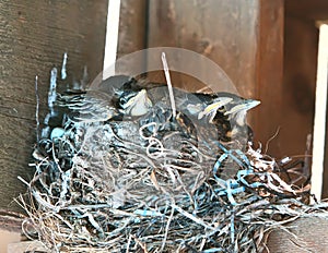 Nest of young Robins