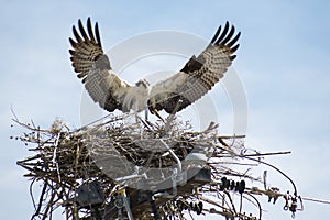 Nestbuilding Osprey or Seahawk