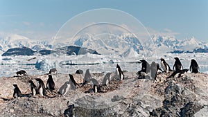 Nesting Adelie Penguin colony, Yalour Islands, Antarctic Peninsula