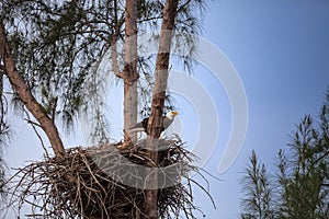 Flying Adult bald eagle Haliaeetus leucocephalus flies near his nest on Marco Island