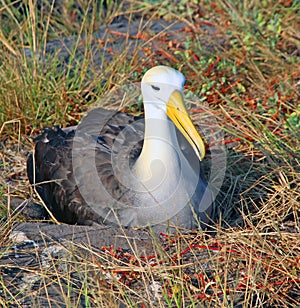 Nesting Albatross