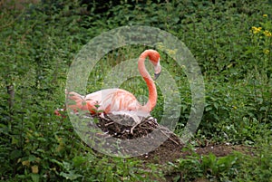 Nesting American Flamingo - Phoenicopterus ruber