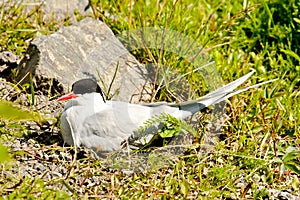 Nesting Arctic Tern
