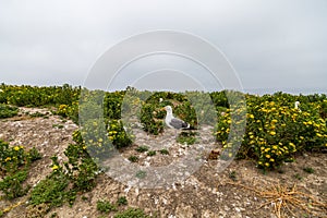 Nesting Area of Western Gulls