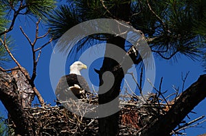 Nesting Bald Eagle