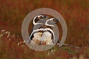 Nesting behaviour, nature. Two birds in the nesting ground hole, baby with mother, Magellanic penguin, Spheniscus magellanicus, ne photo