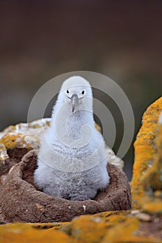 Nesting behaviour. Small albatross in nest. Cute baby of Black-browed albatross, Thalassarche melanophris, sitting on clay nest on