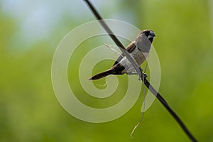 A nesting bird in Bali resting on a powerline