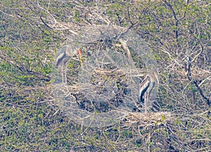 Nesting of birds on tree