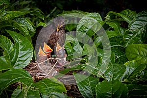 Nesting blackbirds with chicks in a passionfruit vine in a backyard garden, Gisborne, New Zealand