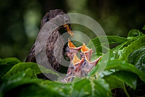 Nesting blackbirds with chicks in a passionfruit vine in a backyard garden, Gisborne, New Zealand