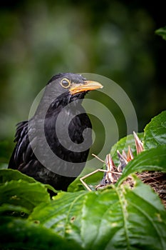 Nesting blackbirds with chicks in a passionfruit vine in a backyard garden, Gisborne, New Zealand