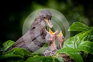 Nesting blackbirds with chicks in a passionfruit vine in a backyard garden, Gisborne, New Zealand