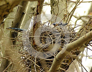 Nesting Blue-jay