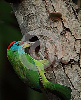 Nesting of blue throated barbet psilopogon asiaticus or megalaima asiatica