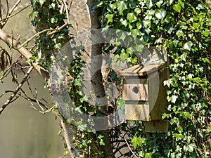 Nesting box for birds hidden in ivy and garden greenery, trees, plants.