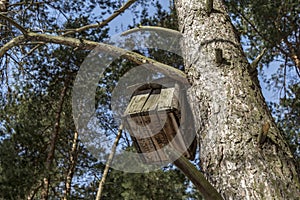 Nesting box in a fir tree