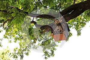 Nesting box hanging on branch