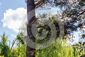 Nesting box on pine trunk among the pine branches