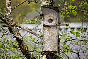 Nesting box in the tree on a cloudy day. Wooden bird house hanging on the tree branch outdoors