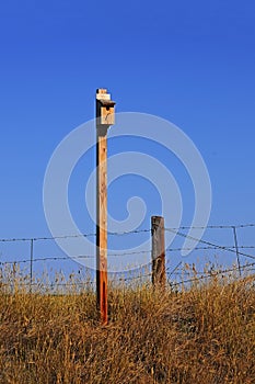 Nesting box for Western Blue Bird