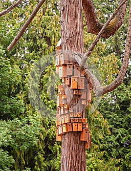 Nesting boxed crowded on cedar tree body. City of birdhouses on tree trunk
