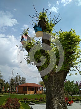 Nesting boxes in Arcadia disctrict in Odessa, Ukraine