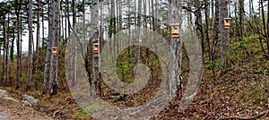 nesting boxes for bats