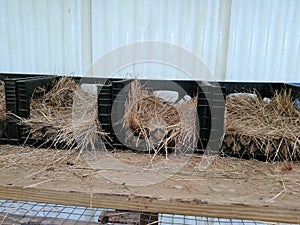 Nesting Boxes in the Coop