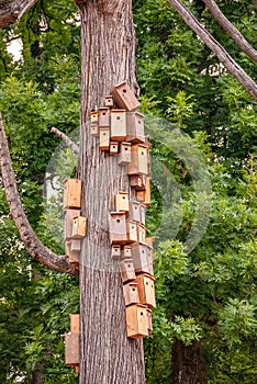 Nesting boxes crowded on cedar tree body. City of birdhouses on cedar tree stem