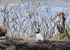 A Nesting Canada Goose