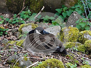 Nesting Canada Goose.