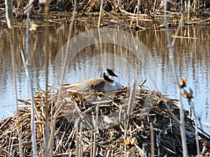 Nesting Canada Goose hides on marsh grass