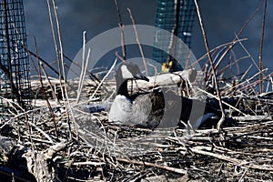 A Nesting Canada Goose on South Pond