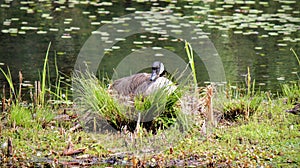 Nesting Canadian Snow Geese