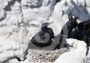 A nesting Cape Cormorant, Phalacrocorax capensis perched on top of its nest.