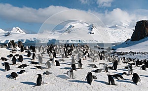 Nesting Chinstrap Penguin colony, Halfmoon Island, Antarctica